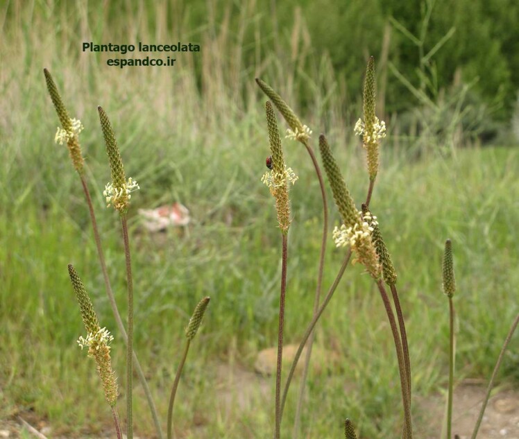 بارهنگ سرنیزه ای